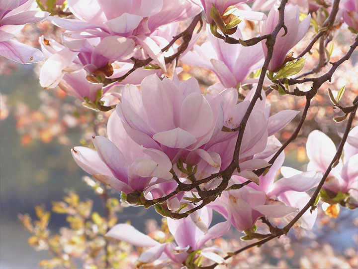 Magnolienblüte