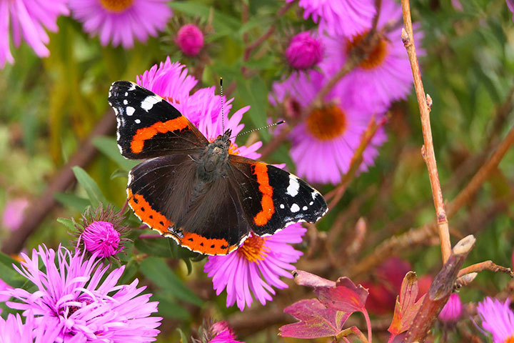 Schmetterling auf Rosa Blüte