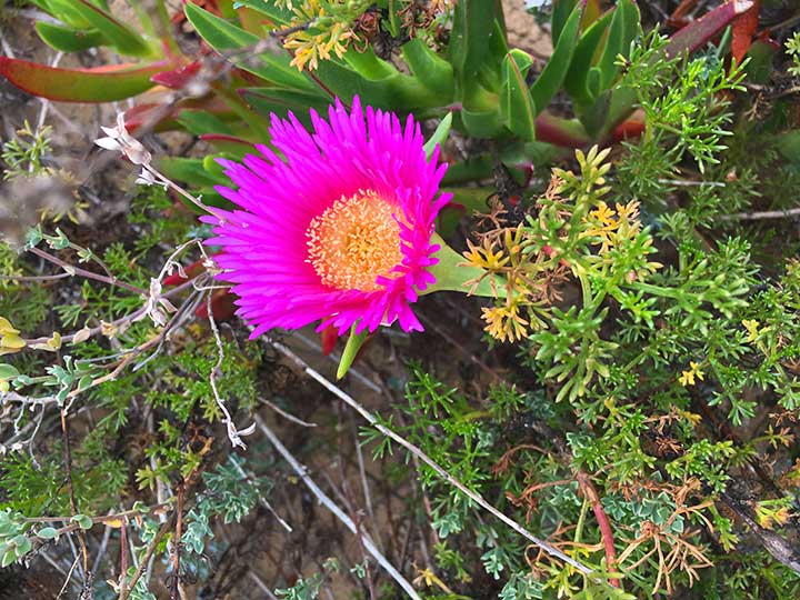 Rosa Blüte