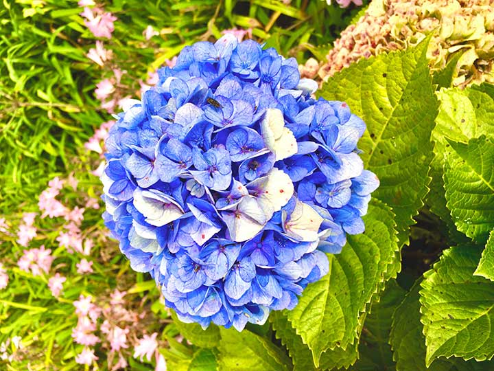 blaue Hortensie