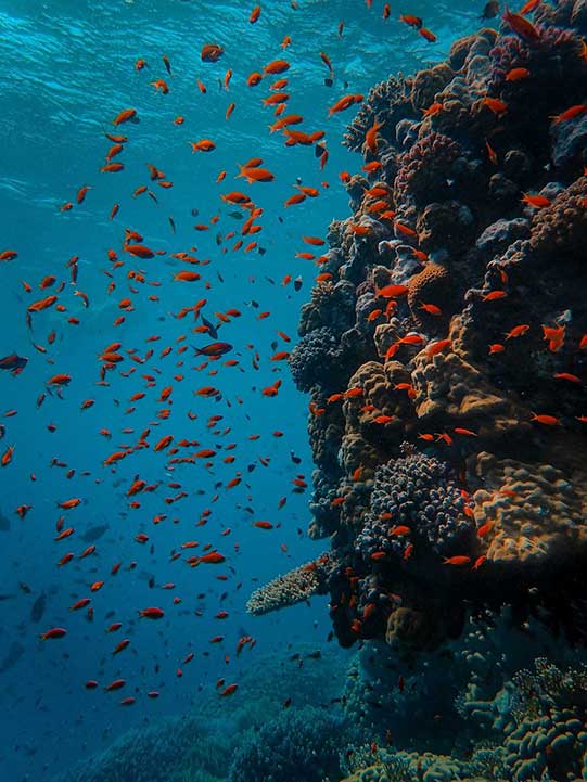 fischschwarm an koralle